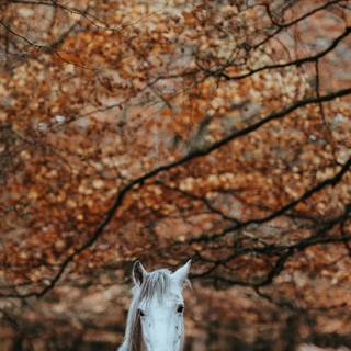 White horse iPhone wallpaper