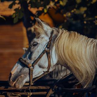 White horse iPhone wallpaper