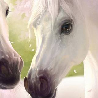 White horse iPhone wallpaper