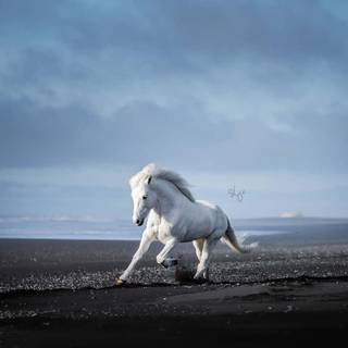 White horse iPhone wallpaper