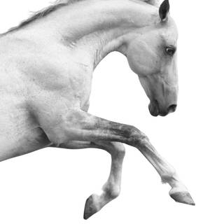 White horse iPhone wallpaper