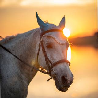 White horse iPhone wallpaper