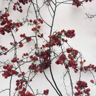 Red and white phone wallpaper