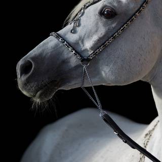 White horse iPhone wallpaper
