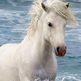 White horse iPhone wallpaper