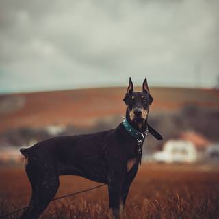 Doberman iPhone wallpaper