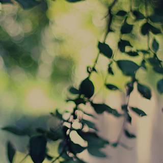 Calm nature iPhone wallpaper