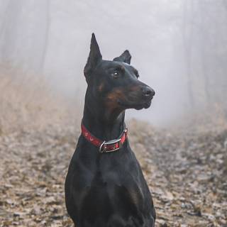 Doberman iPhone wallpaper