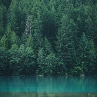 Calm nature iPhone wallpaper