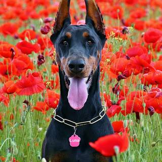 Doberman iPhone wallpaper