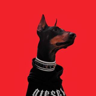Doberman iPhone wallpaper