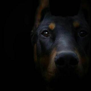 Doberman iPhone wallpaper