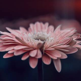 Calm nature iPhone wallpaper