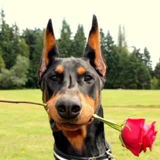 Dobermann wallpaper