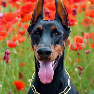 Doberman iPhone wallpaper