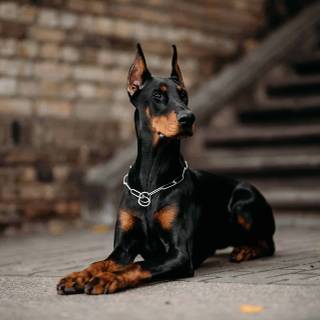 Cool Doberman wallpaper
