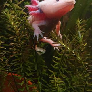 Axolotl iPhone wallpaper
