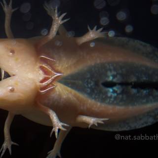 Axolotl iPhone wallpaper