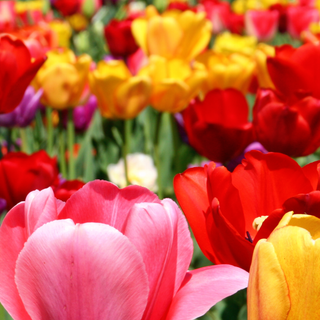 Tulips iPhone wallpaper