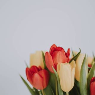 Tulips iPhone wallpaper