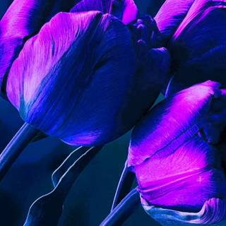 Tulips iPhone wallpaper