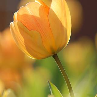 Tulips iPhone wallpaper
