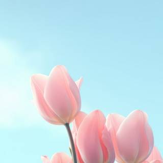 Tulips iPhone wallpaper