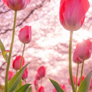 Tulips iPhone wallpaper