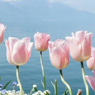 Tulips iPhone wallpaper