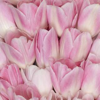 Tulips iPhone wallpaper