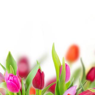 Tulips iPhone wallpaper
