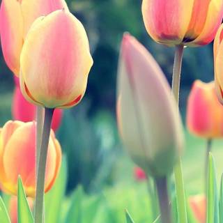 Tulips iPhone wallpaper