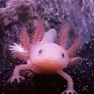 Axolotl iPhone wallpaper