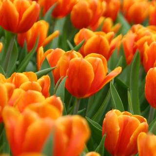 Tulips iPhone wallpaper