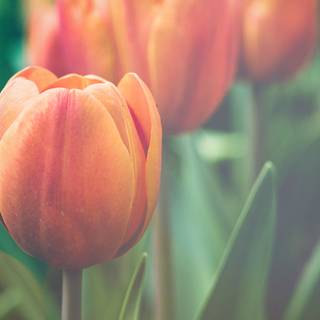 Tulips iPhone wallpaper