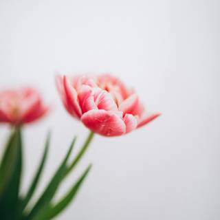 Tulips iPhone wallpaper