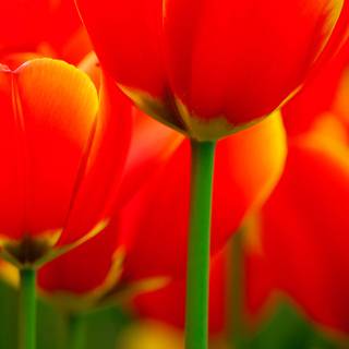 Tulips iPhone wallpaper