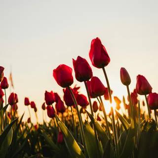 Tulips iPhone wallpaper