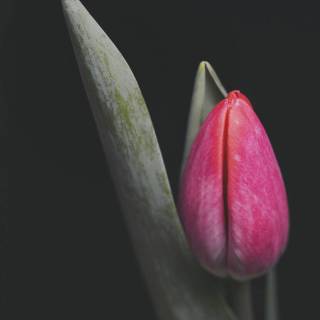 Tulips iPhone wallpaper