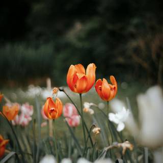 Tulips iPhone wallpaper