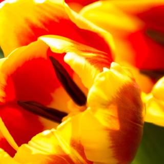 Tulips iPhone wallpaper