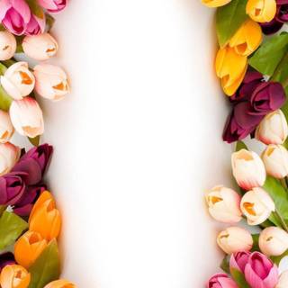 Tulips iPhone wallpaper