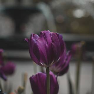 Tulips iPhone wallpaper