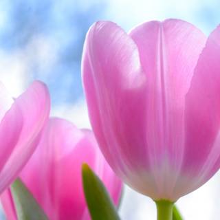 Tulips iPhone wallpaper