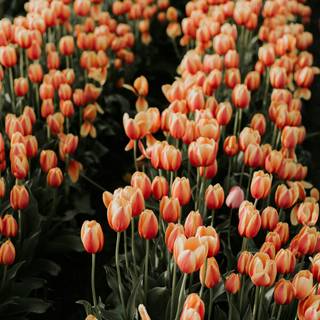 Tulips iPhone wallpaper
