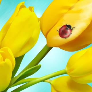 Tulips iPhone wallpaper