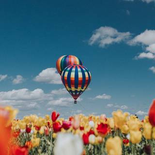 Tulips iPhone wallpaper