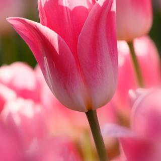 Tulips iPhone wallpaper