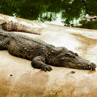 African crocodiles wallpaper