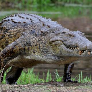 African crocodiles wallpaper